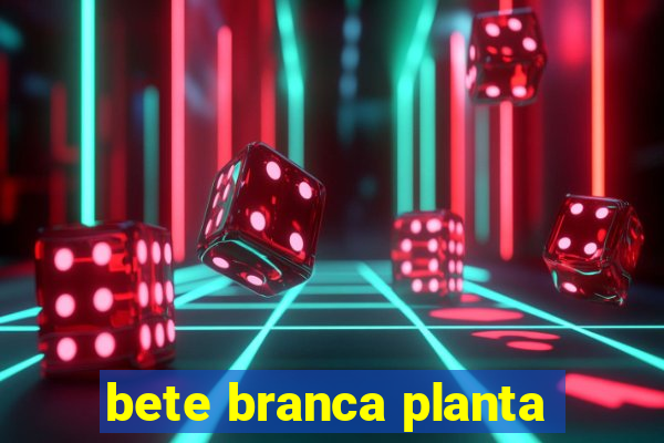 bete branca planta